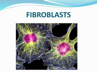 FIBROBLASTS
 