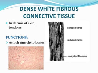 DENSE WHITE FIBROUS
CONNECTIVE TISSUE
 In dermis of skin,
tendons
FUNCTIONS:
Attach muscle to bones
 