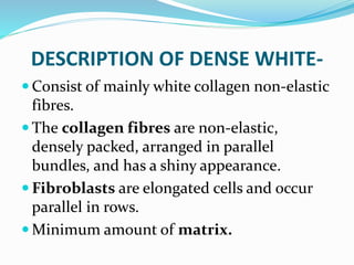 DESCRIPTION OF DENSE WHITE-
 Consist of mainly white collagen non-elastic
fibres.
 The collagen fibres are non-elastic,
densely packed, arranged in parallel
bundles, and has a shiny appearance.
 Fibroblasts are elongated cells and occur
parallel in rows.
 Minimum amount of matrix.
 
