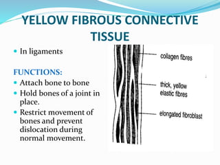 YELLOW FIBROUS CONNECTIVE
TISSUE
 In ligaments
FUNCTIONS:
 Attach bone to bone
 Hold bones of a joint in
place.
 Restrict movement of
bones and prevent
dislocation during
normal movement.
 