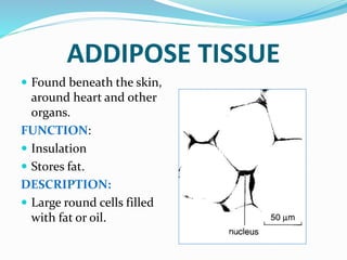 ADDIPOSE TISSUE
 Found beneath the skin,
around heart and other
organs.
FUNCTION:
 Insulation
 Stores fat.
DESCRIPTION:
 Large round cells filled
with fat or oil.
 