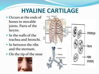 HYALINE CARTILAGE
 Occurs at the ends of
bones in movable
joints. Parts of the
larynx.
 In the walls of the
trachea and bronchi.
 In between the ribs
and the sternum.
 On the tip of the nose
 