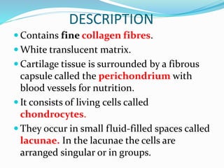 DESCRIPTION
 Contains fine collagen fibres.
 White translucent matrix.
 Cartilage tissue is surrounded by a fibrous
capsule called the perichondrium with
blood vessels for nutrition.
 It consists of living cells called
chondrocytes.
 They occur in small fluid-filled spaces called
lacunae. In the lacunae the cells are
arranged singular or in groups.
 