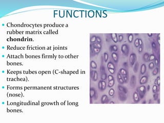 FUNCTIONS
 Chondrocytes produce a
rubber matrix called
chondrin.
 Reduce friction at joints
 Attach bones firmly to other
bones.
 Keeps tubes open (C-shaped in
trachea).
 Forms permanent structures
(nose).
 Longitudinal growth of long
bones.
 