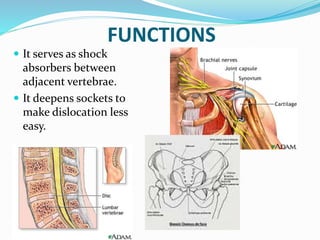 FUNCTIONS
 It serves as shock
absorbers between
adjacent vertebrae.
 It deepens sockets to
make dislocation less
easy.
 