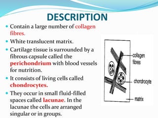 DESCRIPTION
 Contain a large number of collagen
fibres.
 White translucent matrix.
 Cartilage tissue is surrounded by a
fibrous capsule called the
perichondrium with blood vessels
for nutrition.
 It consists of living cells called
chondrocytes.
 They occur in small fluid-filled
spaces called lacunae. In the
lacunae the cells are arranged
singular or in groups.
 