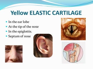 Yellow ELASTIC CARTILAGE
 In the ear lobe
 At the tip of the nose
 In the epiglottis.
 Septum of nose
 