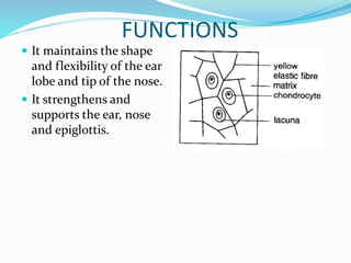 FUNCTIONS
 It maintains the shape
and flexibility of the ear
lobe and tip of the nose.
 It strengthens and
supports the ear, nose
and epiglottis.
 