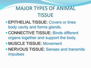 MAJOR TYPES OF ANIMAL
TISSUE
 EPITHELIAL TISSUE: Covers or lines
body cavity and forms glands.
 CONNECTIVE TISSUE: Binds different
organs together and support the body.
 MUSCLE TISSUE: Movement
 NERVOUS TISSUE: Senses and transmits
impulses
 