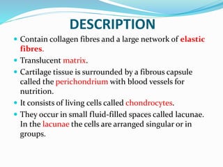 DESCRIPTION
 Contain collagen fibres and a large network of elastic
fibres.
 Translucent matrix.
 Cartilage tissue is surrounded by a fibrous capsule
called the perichondrium with blood vessels for
nutrition.
 It consists of living cells called chondrocytes.
 They occur in small fluid-filled spaces called lacunae.
In the lacunae the cells are arranged singular or in
groups.
 