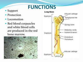FUNCTIONS Support
 Protection
 Locomotion
 Red blood corpuscles
and white blood cells
are produced in the red
bone marrow.
 