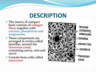 DESCRIPTION
 The matrix of compact
bone consists of collagen
fibres together with
calcium, phosphorus and
magnesium.
 These components are
arranged in circles called
lamellae, around the
Haversian canal,
containing artery, vein and
nerve.
 Contain bone cells called
osteocytes
 