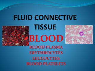 BLOOD
BLOOD PLASMA
ERYTHROCYTES
LEUCOCYTES
BLOOD PLATELETS
 