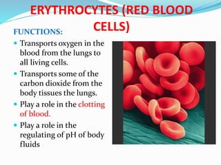 ERYTHROCYTES (RED BLOOD
CELLS)FUNCTIONS:
 Transports oxygen in the
blood from the lungs to
all living cells.
 Transports some of the
carbon dioxide from the
body tissues the lungs.
 Play a role in the clotting
of blood.
 Play a role in the
regulating of pH of body
fluids
 