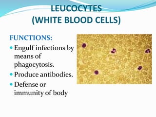 LEUCOCYTES
(WHITE BLOOD CELLS)
FUNCTIONS:
 Engulf infections by
means of
phagocytosis.
 Produce antibodies.
 Defense or
immunity of body
 