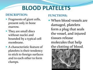 BLOOD PLATELETS
DESCRIPTION:
 Fragments of giant cells,
present only in bone
marrow.
 They are small discs
without nuclei and
bounded by a typical cell
membrane.
 A characteristic feature of
platelets is their tendency
to stick to foreign surfaces
and to each other to form
clumps.
FUNCTIONS;
 When blood vessels are
damaged, platelets
form a plug that seals
the vessel, and injured
tissues release
molecules that help
the clotting of blood.
 