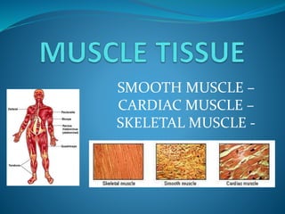 SMOOTH MUSCLE –
CARDIAC MUSCLE –
SKELETAL MUSCLE -
 