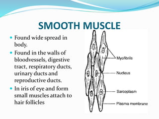 SMOOTH MUSCLE
 Found wide spread in
body.
 Found in the walls of
bloodvessels, digestive
tract, respiratory ducts,
urinary ducts and
reproductive ducts.
 In iris of eye and form
small muscles attach to
hair follicles
 