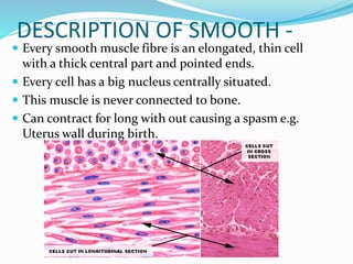 DESCRIPTION OF SMOOTH -
 Every smooth muscle fibre is an elongated, thin cell
with a thick central part and pointed ends.
 Every cell has a big nucleus centrally situated.
 This muscle is never connected to bone.
 Can contract for long with out causing a spasm e.g.
Uterus wall during birth.
 