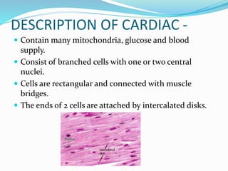 DESCRIPTION OF CARDIAC -
 Contain many mitochondria, glucose and blood
supply.
 Consist of branched cells with one or two central
nuclei.
 Cells are rectangular and connected with muscle
bridges.
 The ends of 2 cells are attached by intercalated disks.
 