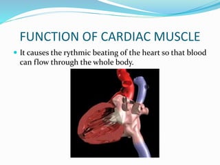 FUNCTION OF CARDIAC MUSCLE
 It causes the rythmic beating of the heart so that blood
can flow through the whole body.
 