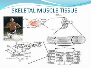 SKELETAL MUSCLE TISSUE
 