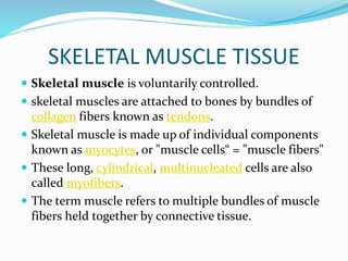 SKELETAL MUSCLE TISSUE
 Skeletal muscle is voluntarily controlled.
 skeletal muscles are attached to bones by bundles of
collagen fibers known as tendons.
 Skeletal muscle is made up of individual components
known as myocytes, or "muscle cells“ = "muscle fibers"
 These long, cylindrical, multinucleated cells are also
called myofibers.
 The term muscle refers to multiple bundles of muscle
fibers held together by connective tissue.
 