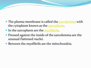  The plasma membrane is called the sarcolemma with
the cytoplasm known as the sarcoplasm.
 In the sarcoplasm are the myofibrils.
 Pressed against the inside of the sarcolemma are the
unusual flattened nuclei.
 Between the myofibrils are the mitochondria.
 
