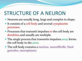 STRUCTURE OF A NEURON
 Neurons are usually long, large and complex in shape.
 It consists of a cell body and several cytoplasmic
processes.
 Processes that transmit impulses to the cell body are
dendrites and usually are multiple.
 The single process that transmits impulses away forms
the cell body in the axon.
 The cell body contains a nucleus, neurofibrills, Nissl
granules, neuroplasma.
 