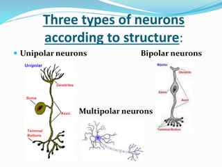 Three types of neurons
according to structure:
 Unipolar neurons Bipolar neurons
Multipolar neurons
 