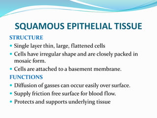 SQUAMOUS EPITHELIAL TISSUE
STRUCTURE
 Single layer thin, large, flattened cells
 Cells have irregular shape and are closely packed in
mosaic form.
 Cells are attached to a basement membrane.
FUNCTIONS
 Diffusion of gasses can occur easily over surface.
 Supply friction free surface for blood flow.
 Protects and supports underlying tissue
 