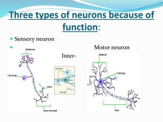Three types of neurons because of
function:
 Sensory neuron
 Motor neuron
 Inter-
 