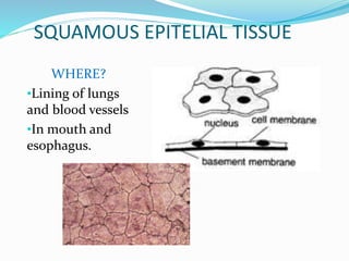 SQUAMOUS EPITELIAL TISSUE
WHERE?
•Lining of lungs
and blood vessels
•In mouth and
esophagus.
 