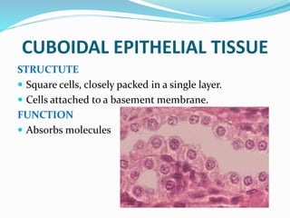 CUBOIDAL EPITHELIAL TISSUE
STRUCTUTE
 Square cells, closely packed in a single layer.
 Cells attached to a basement membrane.
FUNCTION
 Absorbs molecules
 