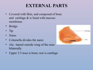 Bilaterally Upper Rails Unit 4 Assessment of nose, mouth and pharynx.pptx