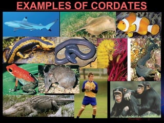 Unit 4 biodiversity of animals invertebrates | PPT