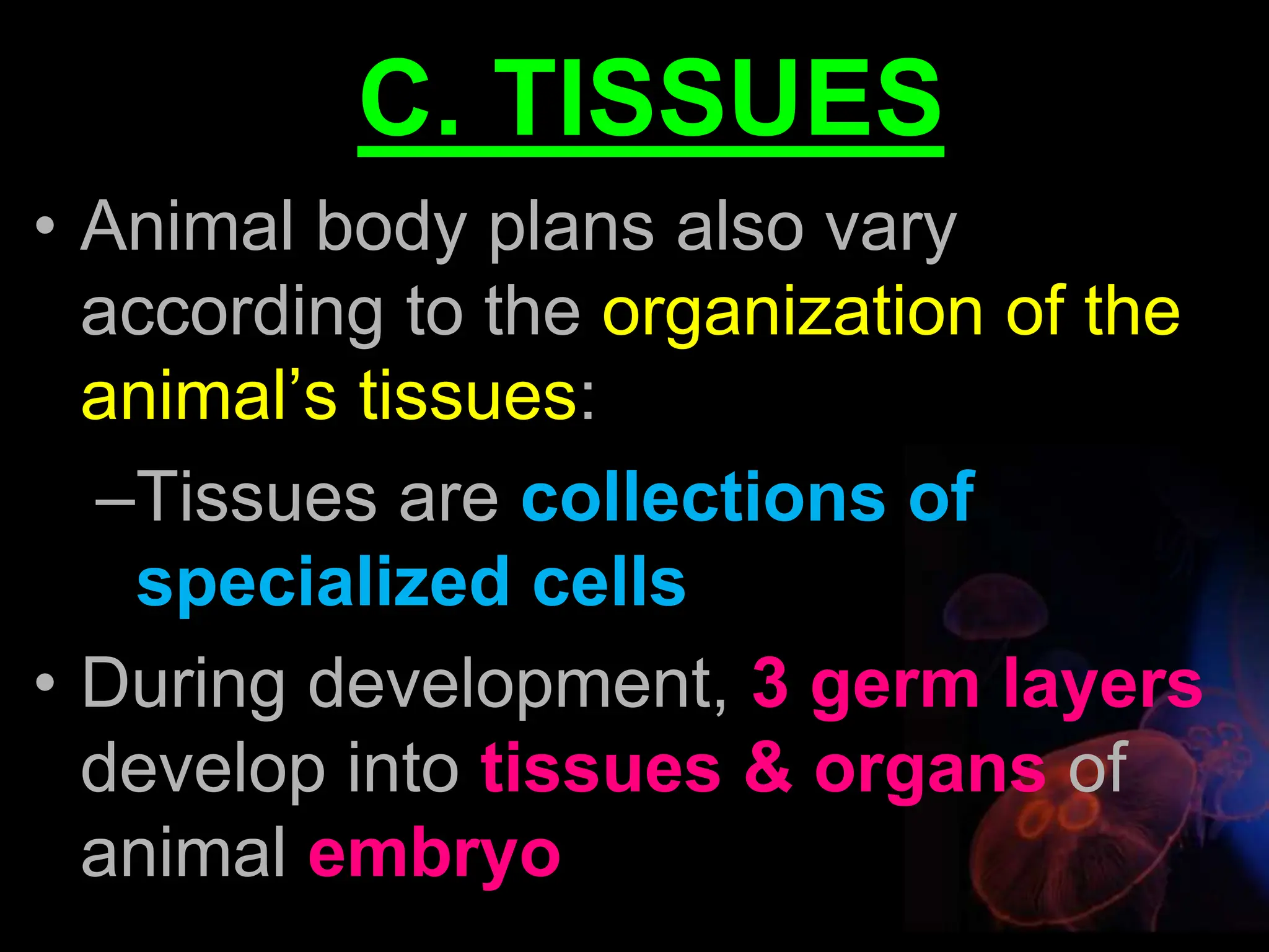 C. TISSUES
• Animal body plans also vary
according to the organization of the
animal’s tissues:
–Tissues are collections of
specialized cells
• During development, 3 germ layers
develop into tissues & organs of
animal embryo