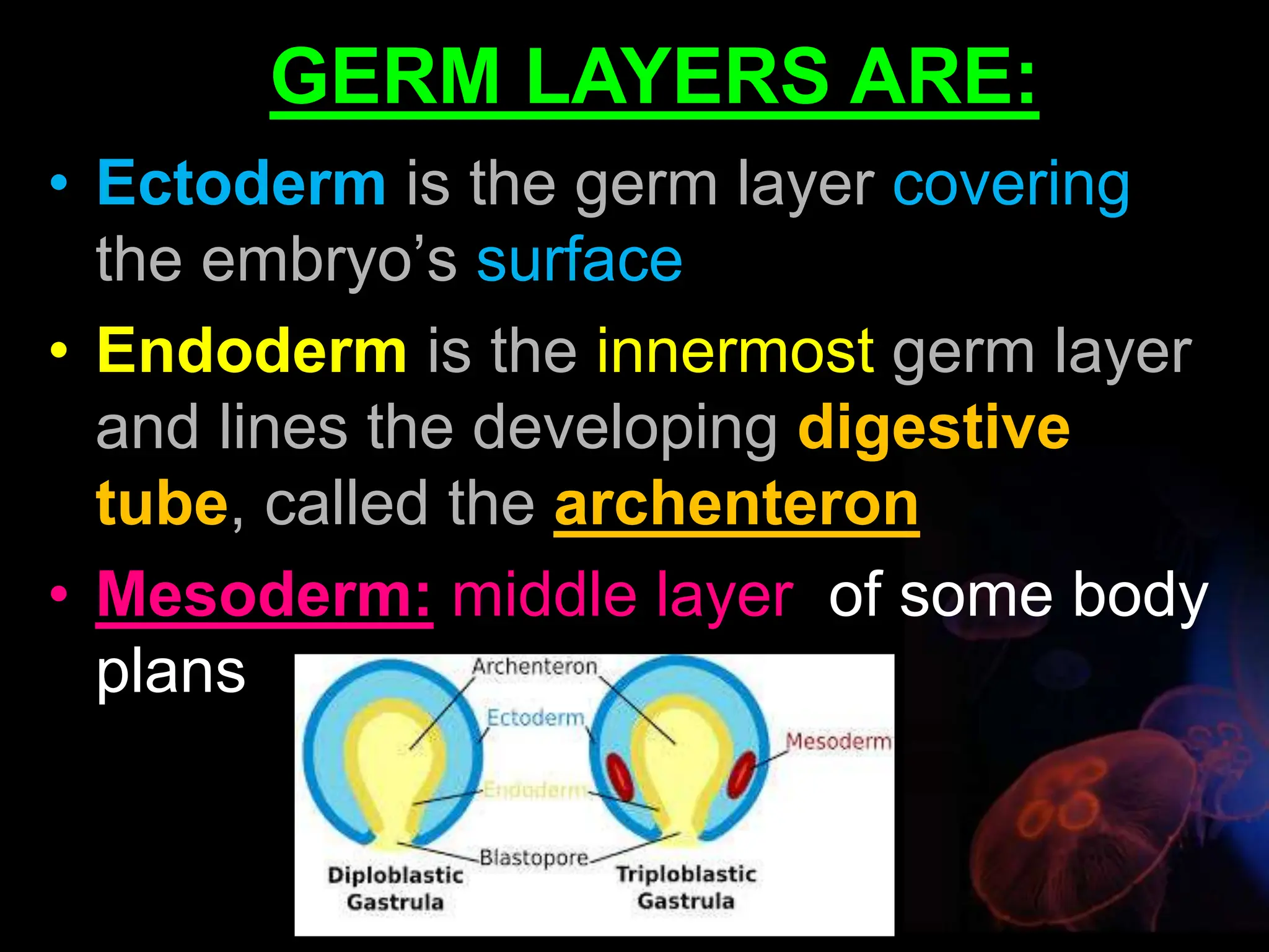 • Ectoderm is the germ layer covering
the embryo’s surface
• Endoderm is the innermost germ layer
and lines the developing digestive
tube, called the archenteron
• Mesoderm: middle layer of some body
plans
GERM LAYERS ARE: