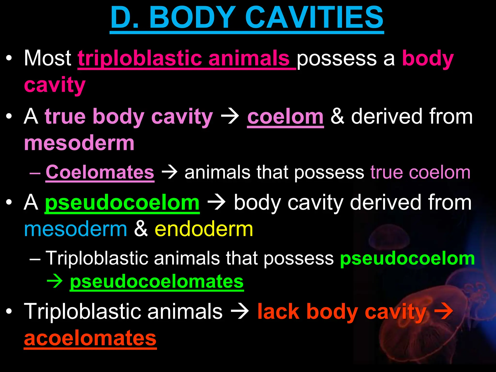 D. BODY CAVITIES
• Most triploblastic animals possess a body
cavity
• A true body cavity coelom & derived from
mesoderm
– Coelomates animals that possess true coelom
• A pseudocoelom body cavity derived from
mesoderm & endoderm
– Triploblastic animals that possess pseudocoelom
pseudocoelomates
• Triploblastic animals lack body cavity
acoelomates