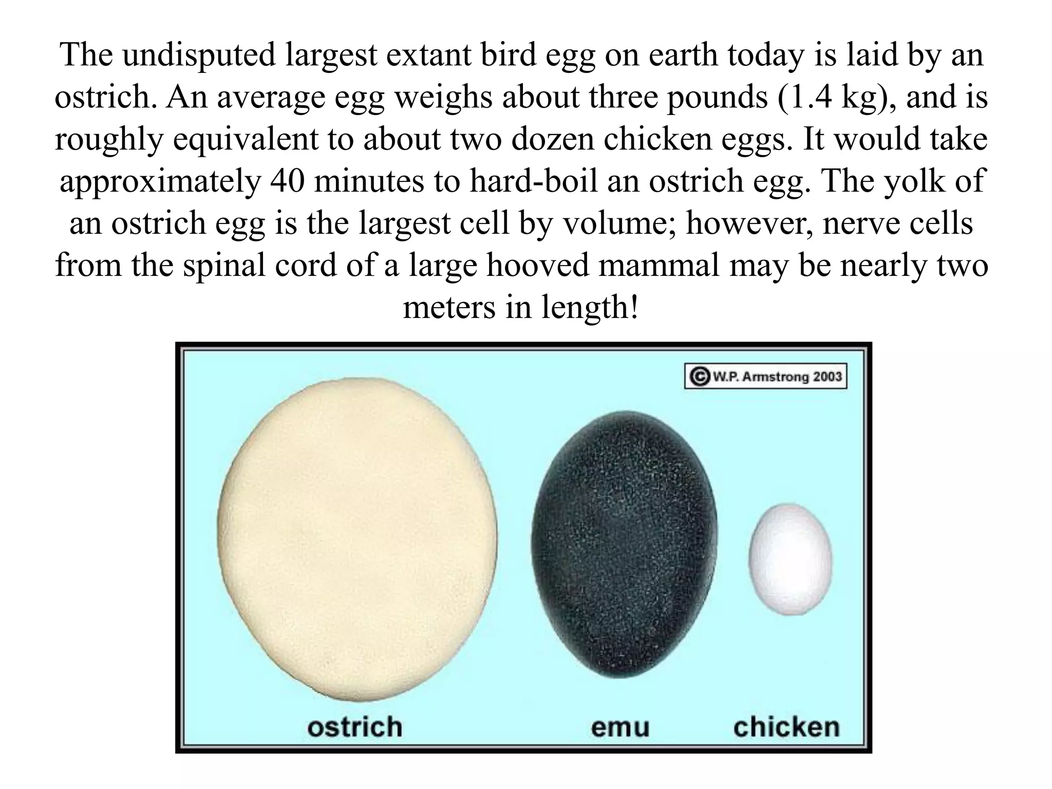 The undisputed largest extant bird egg on earth today is laid by an
ostrich. An average egg weighs about three pounds (1.4 kg), and is
roughly equivalent to about two dozen chicken eggs. It would take
approximately 40 minutes to hard-boil an ostrich egg. The yolk of
 an ostrich egg is the largest cell by volume; however, nerve cells
from the spinal cord of a large hooved mammal may be nearly two
                          meters in length!
 