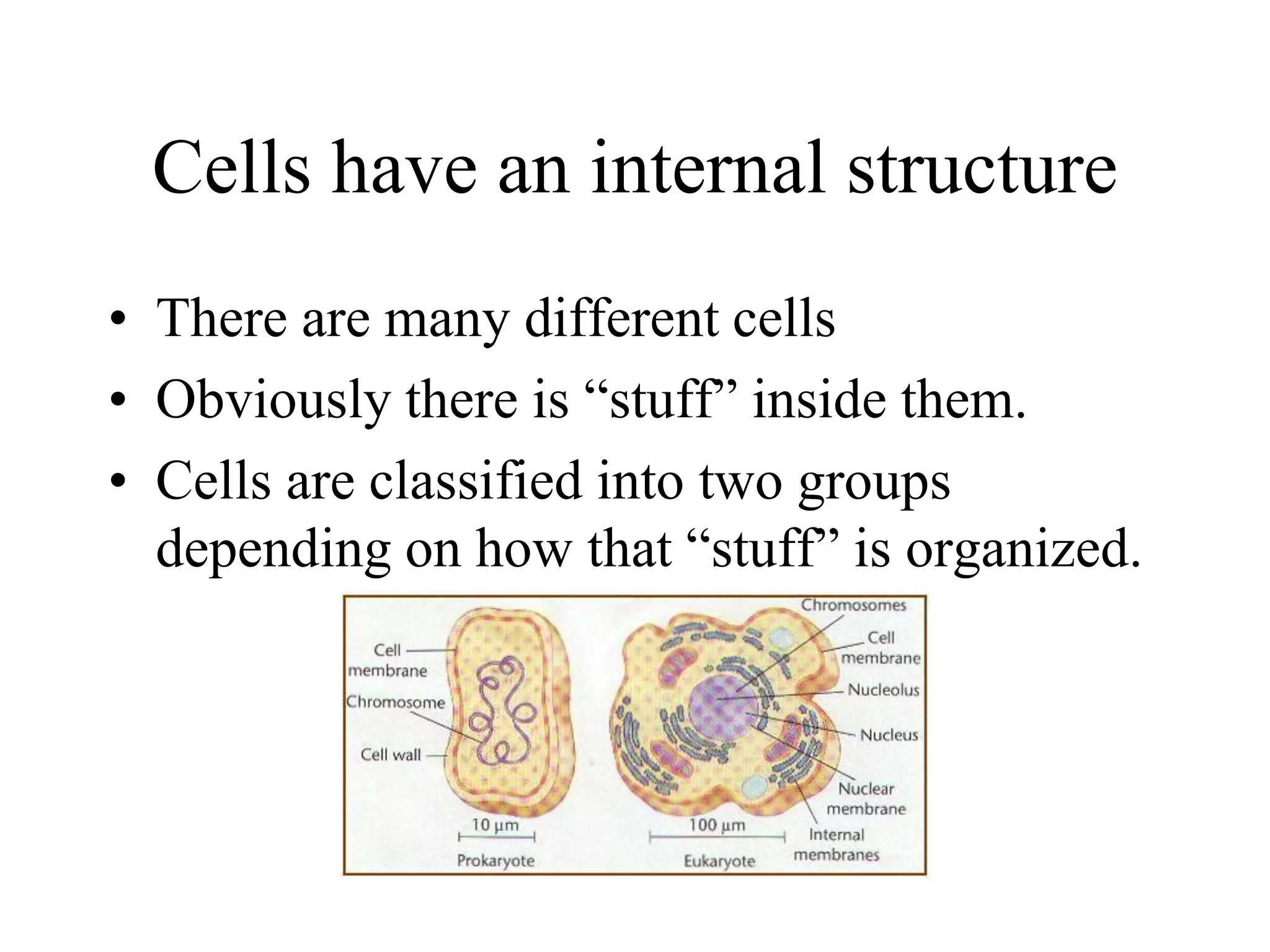 Cells have an internal structure
• There are many different cells
• Obviously there is “stuff” inside them.
• Cells are classified into two groups
  depending on how that “stuff” is organized.
 