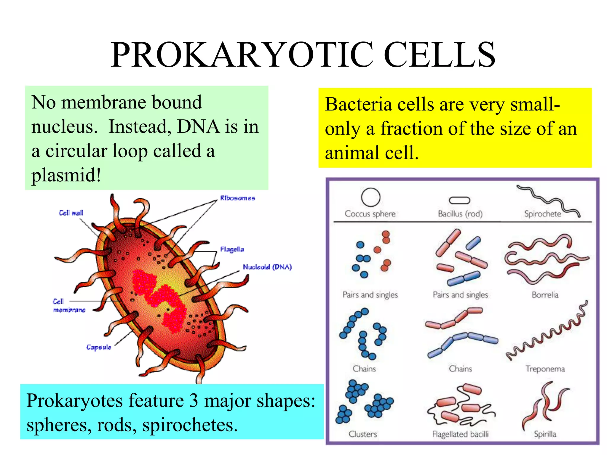PROKARYOTIC CELLS
No membrane bound                     Bacteria cells are very small-
nucleus. Instead, DNA is in           only a fraction of the size of an
a circular loop called a              animal cell.
plasmid!




Prokaryotes feature 3 major shapes:
spheres, rods, spirochetes.
 