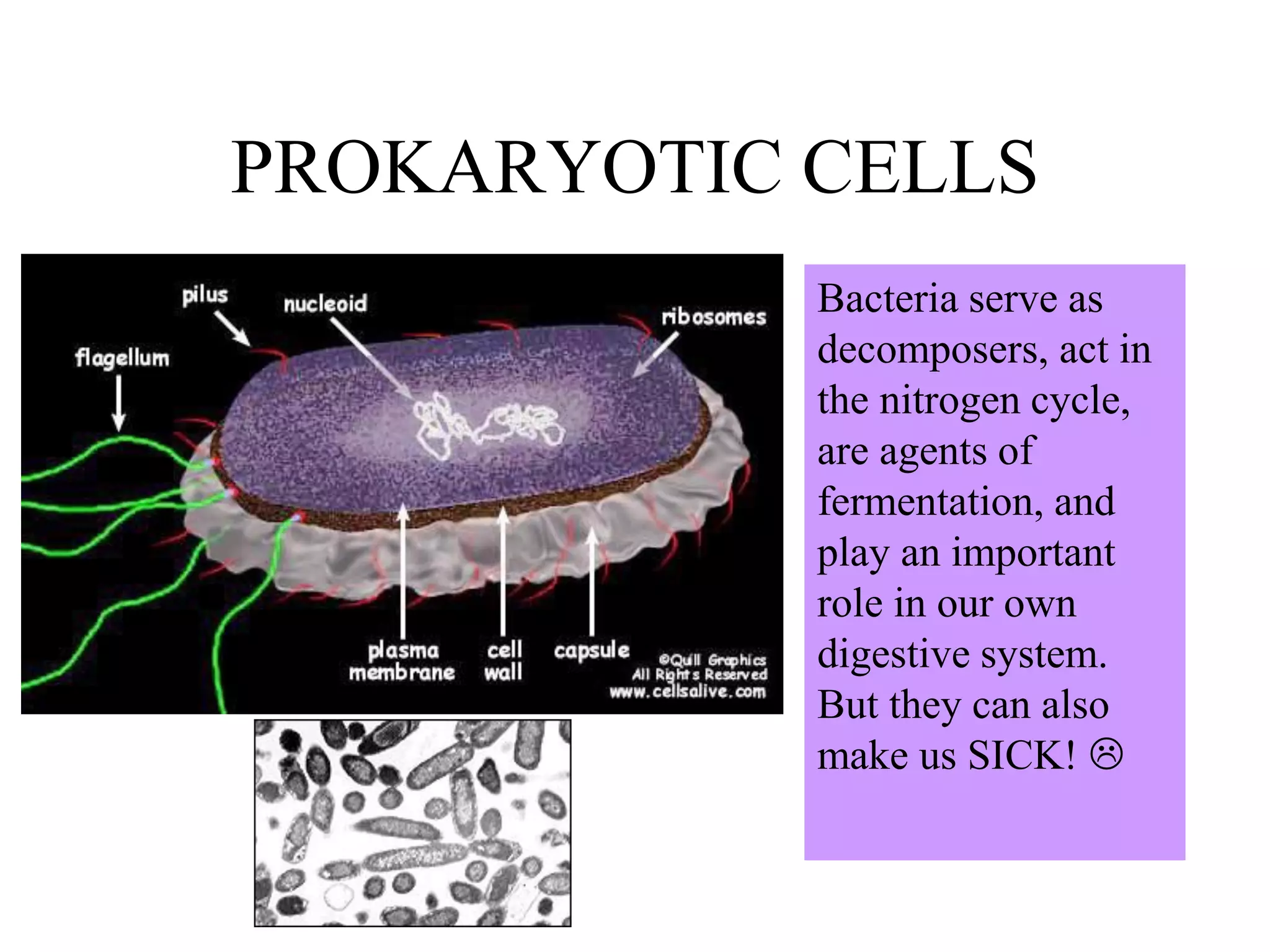 PROKARYOTIC CELLS
            Bacteria serve as
            decomposers, act in
            the nitrogen cycle,
            are agents of
            fermentation, and
            play an important
            role in our own
            digestive system.
            But they can also
            make us SICK! 
 