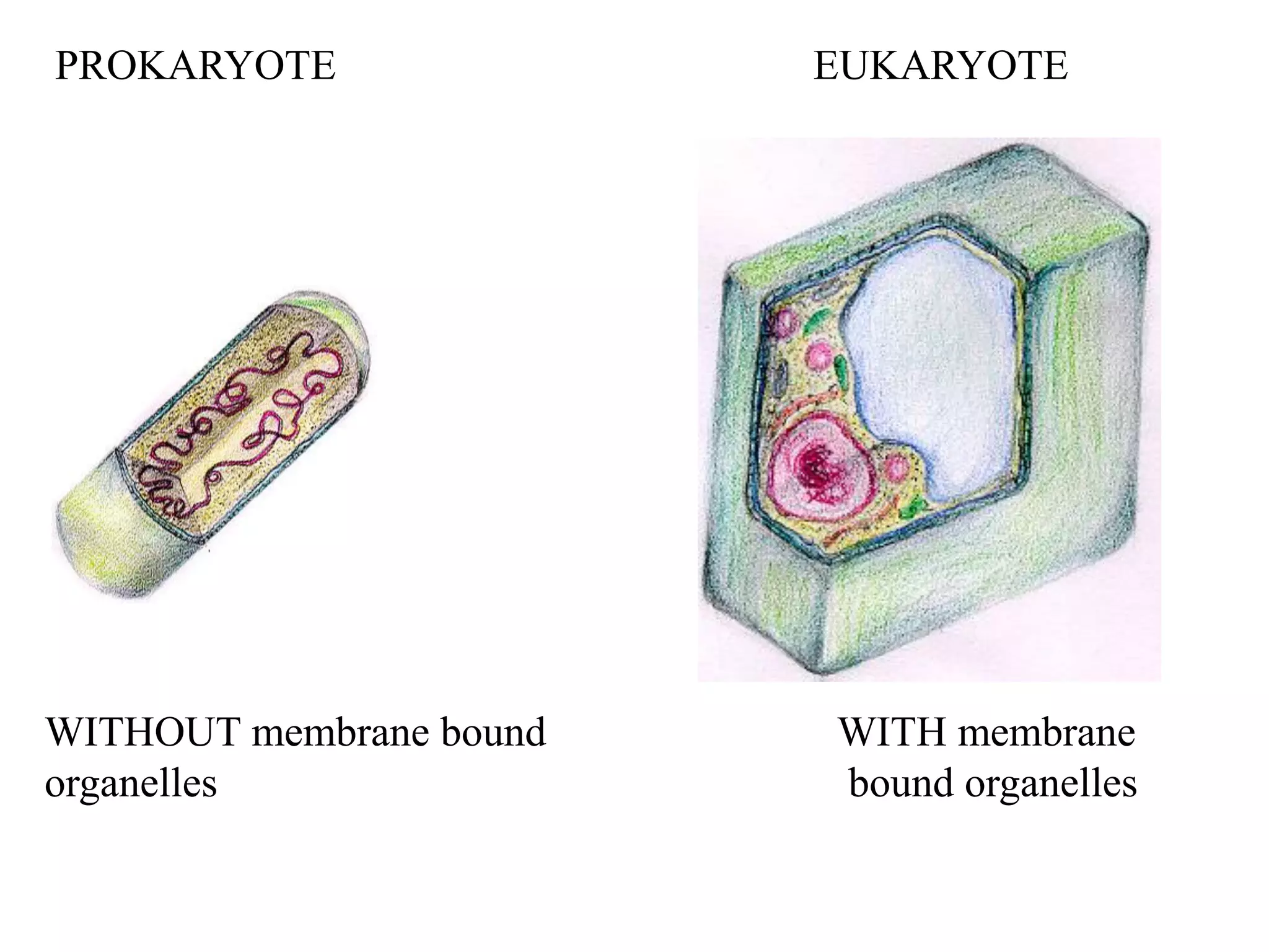 PROKARYOTE               EUKARYOTE




WITHOUT membrane bound   WITH membrane
organelles               bound organelles
 