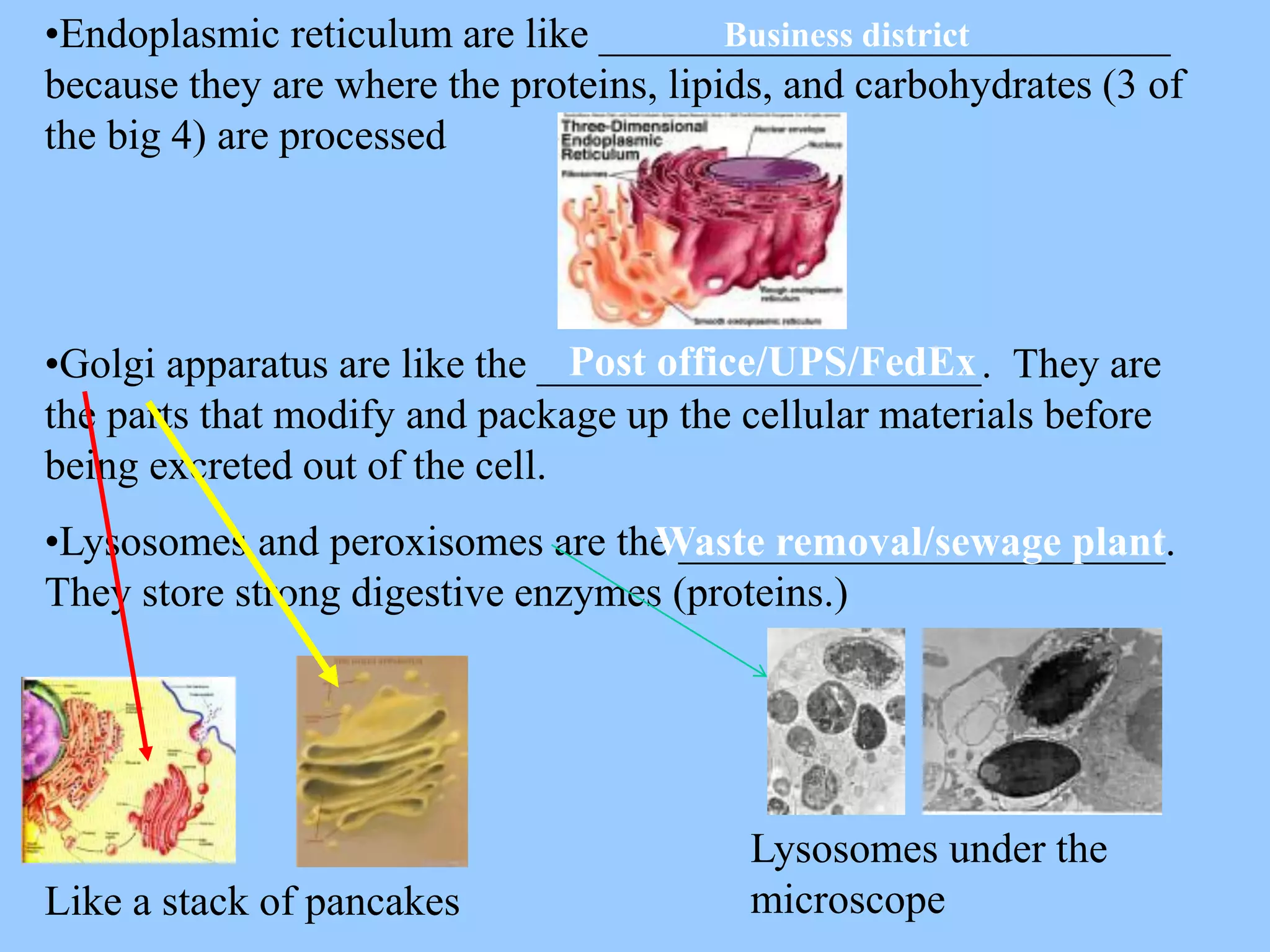 •Endoplasmic reticulum are like ___________________________
                                         Business district
because they are where the proteins, lipids, and carbohydrates (3 of
the big 4) are processed




•Golgi apparatus are like the _____________________. They are
                                Post office/UPS/FedEx
the parts that modify and package up the cellular materials before
being excreted out of the cell.
•Lysosomes and peroxisomes are the _______________________.
                                   Waste removal/sewage plant
They store strong digestive enzymes (proteins.)




                                          Lysosomes under the
Like a stack of pancakes                  microscope
 