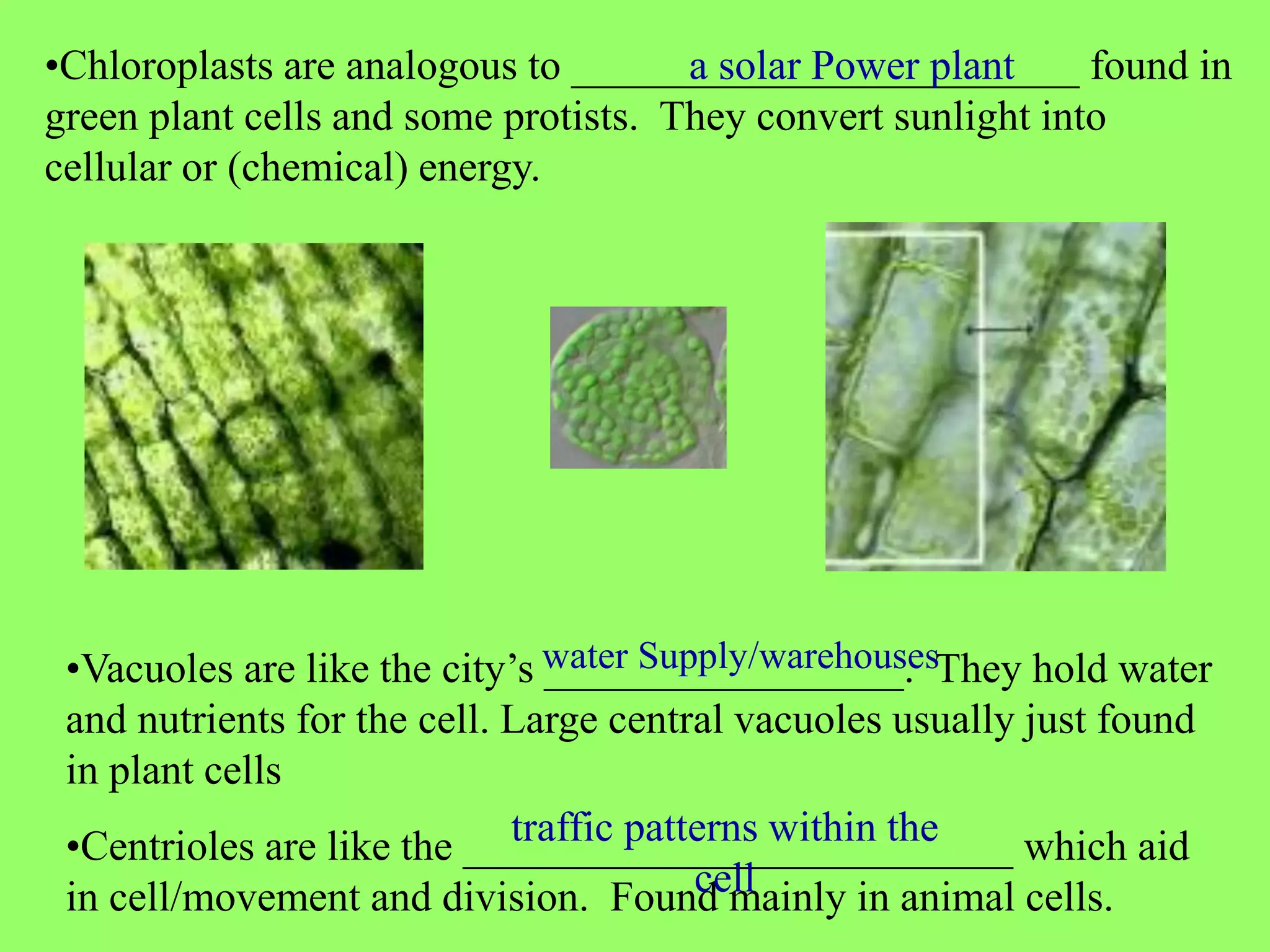 •Chloroplasts are analogous to ________________________ found in
                                      a solar Power plant
green plant cells and some protists. They convert sunlight into
cellular or (chemical) energy.




 •Vacuoles are like the city’s water Supply/warehousesThey hold water
                               _________________.
 and nutrients for the cell. Large central vacuoles usually just found
 in plant cells
                             traffic patterns within the
 •Centrioles are like the __________________________ which aid
                                         cell
 in cell/movement and division. Found mainly in animal cells.
 