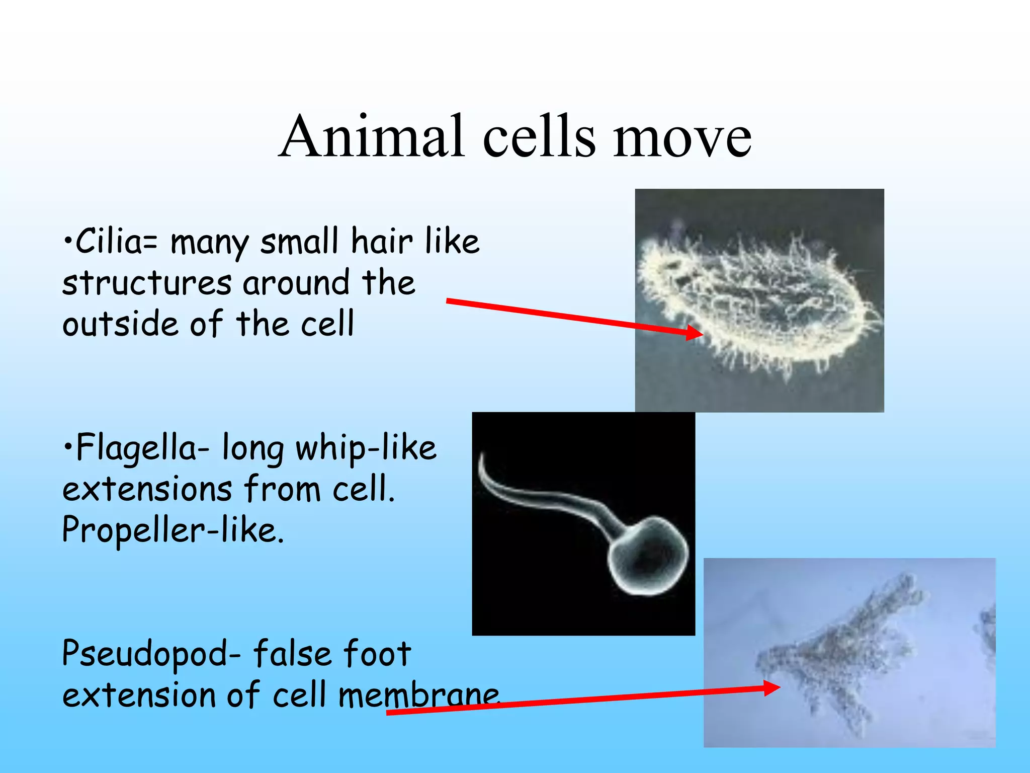 Animal cells move
•Cilia= many small hair like
structures around the
outside of the cell


•Flagella- long whip-like
extensions from cell.
Propeller-like.


Pseudopod- false foot
extension of cell membrane
 