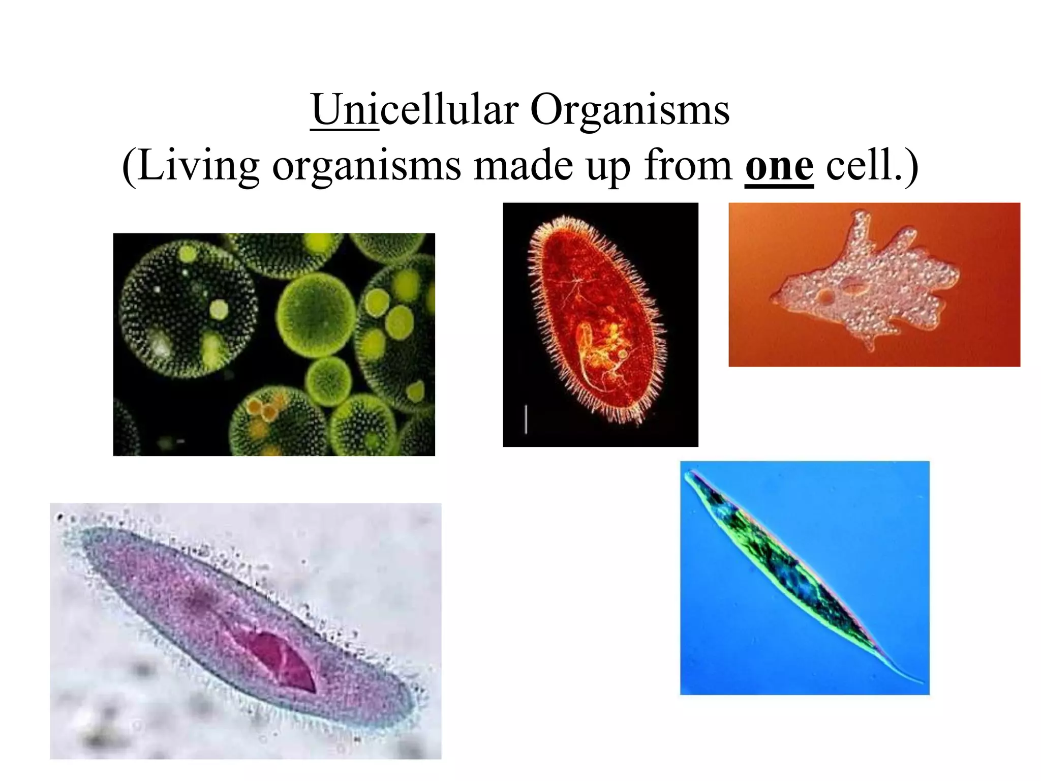 Unicellular Organisms
(Living organisms made up from one cell.)
 