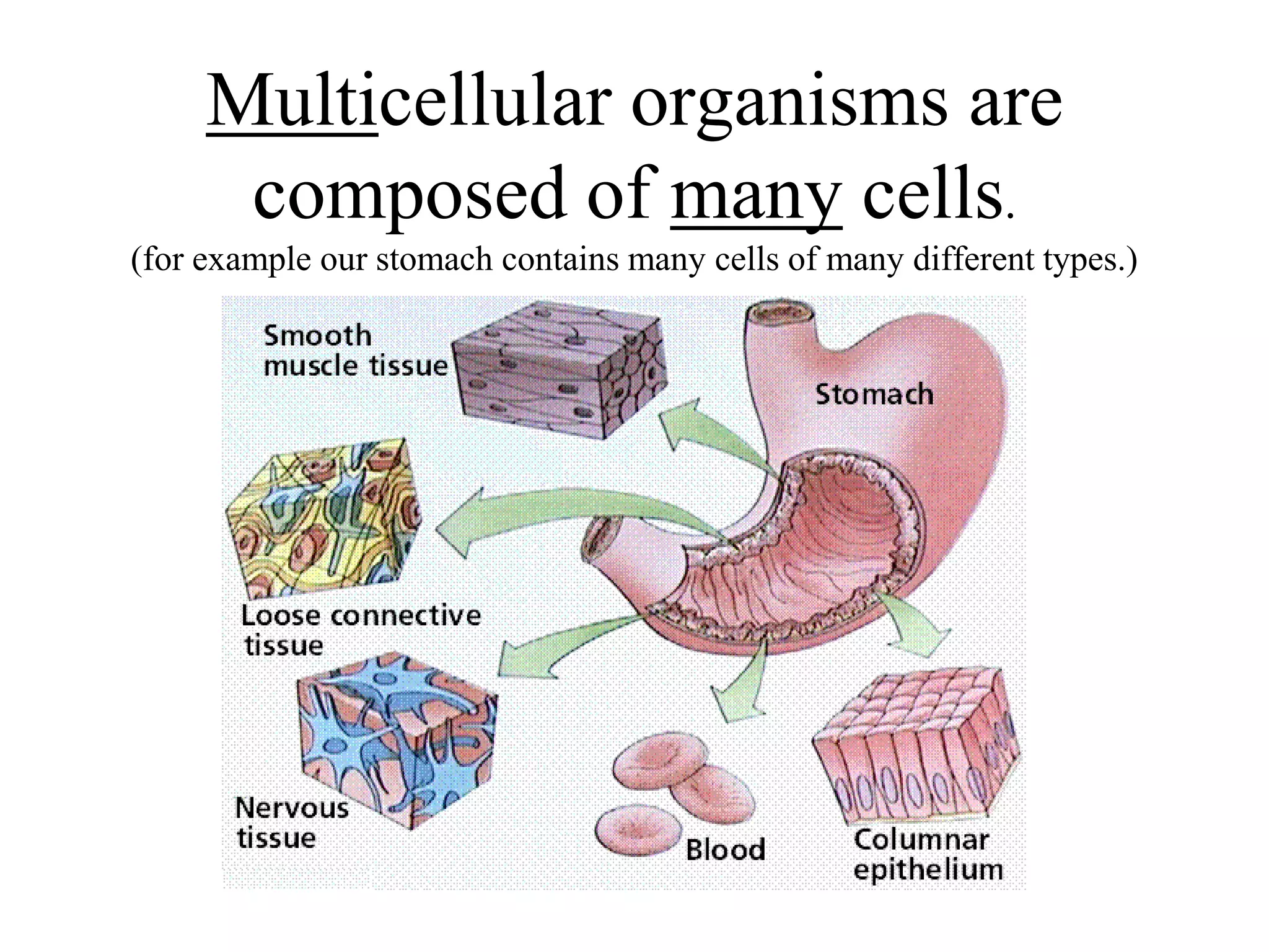 Multicellular organisms are
      composed of many cells.
(for example our stomach contains many cells of many different types.)
 