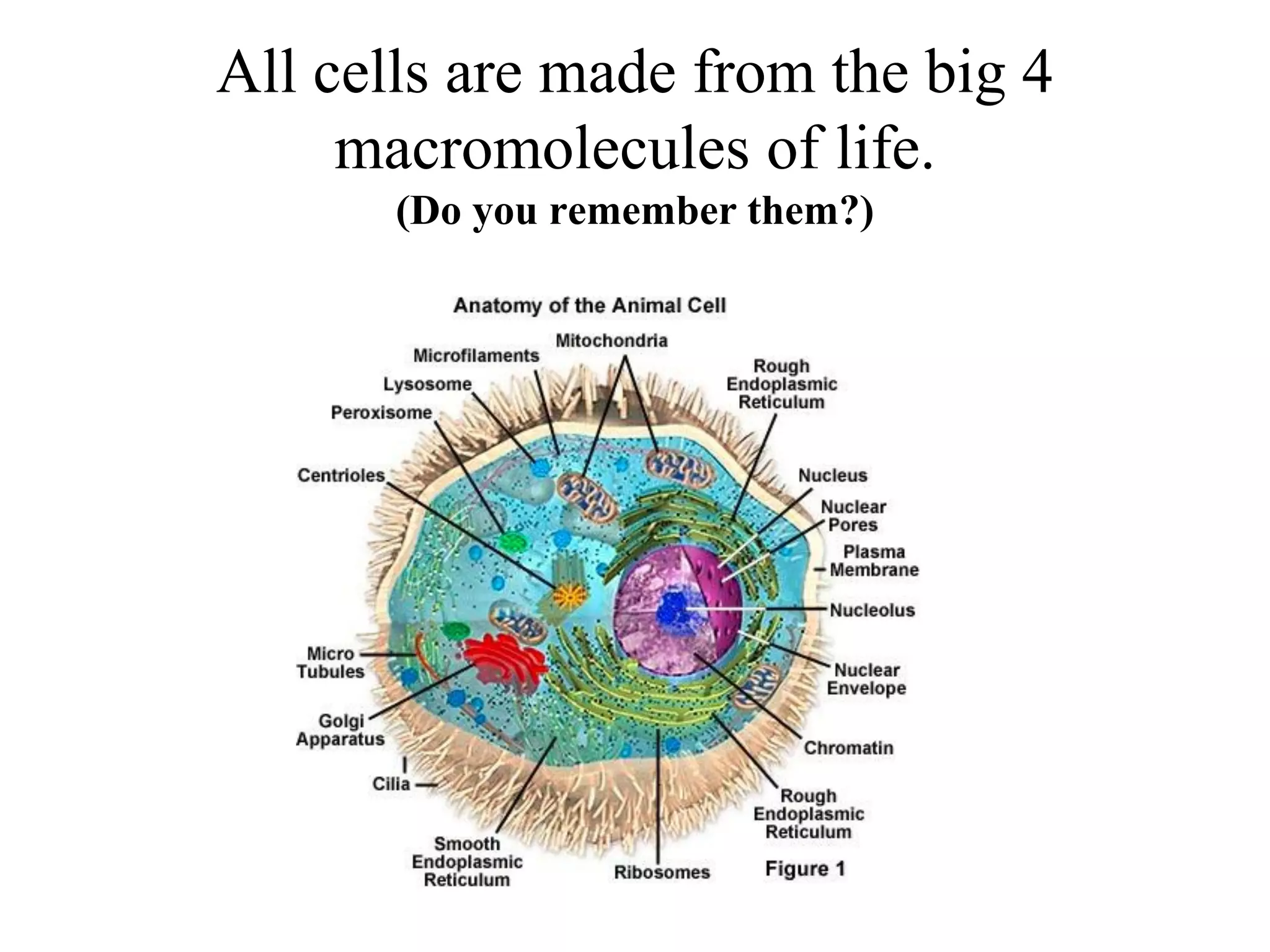 All cells are made from the big 4
     macromolecules of life.
       (Do you remember them?)
 